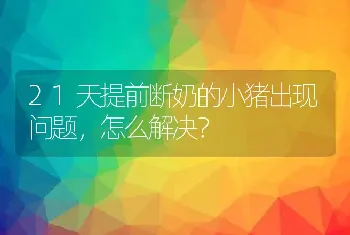 21天提前断奶的小猪出现问题，怎么解决？