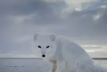 如何给狐狸正确使用狐狸疫苗？