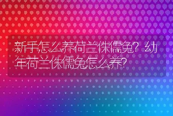 新手怎么养荷兰侏儒兔？幼年荷兰侏儒兔怎么养？