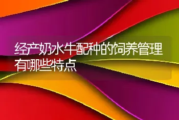 经产奶水牛配种的饲养管理有哪些特点