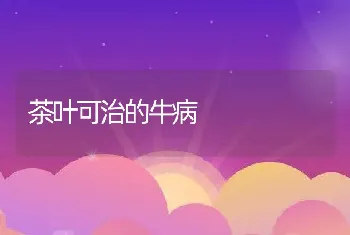 茶叶可治的牛病