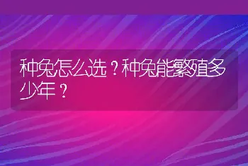 种兔怎么选？种兔能繁殖多少年？