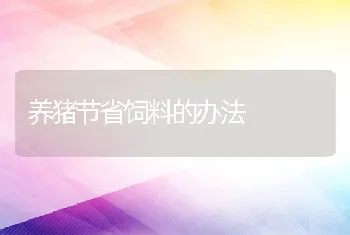 林下养猪放养管理技术要点