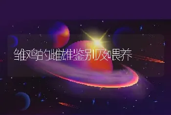 雏鸡的雌雄鉴别及喂养