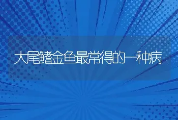 大尾鳍金鱼最常得的一种病