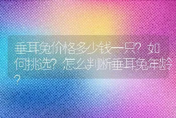 垂耳兔价格多少钱一只？如何挑选？怎么判断垂耳兔年龄？