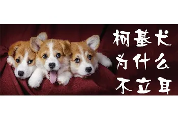 柯基犬为什么不立耳