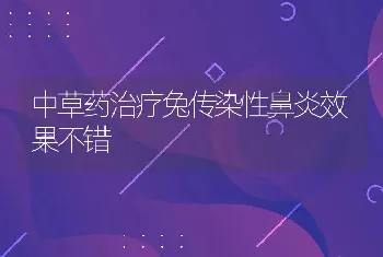 中草药治疗兔传染性鼻炎效果不错