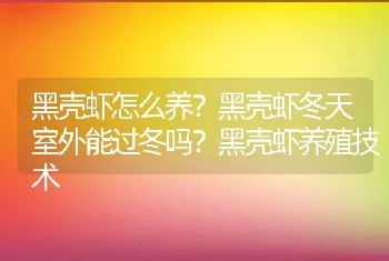 黑壳虾怎么养？黑壳虾冬天室外能过冬吗？黑壳虾养殖技术