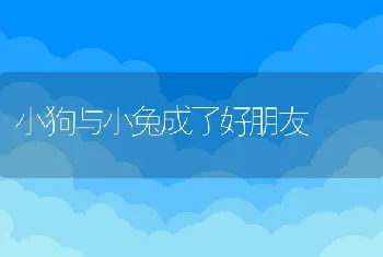 小狗与小兔成了好朋友