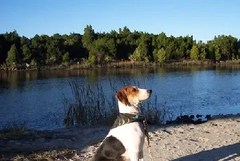 树丛浣熊猎犬怎么洗澡 树丛浣熊猎犬洗澡教程