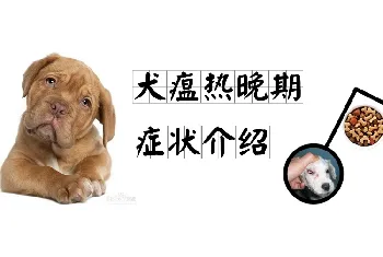 犬瘟热晚期症状介绍