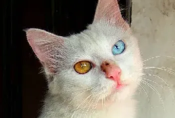 [波斯猫图片]阴阳眼的波斯猫