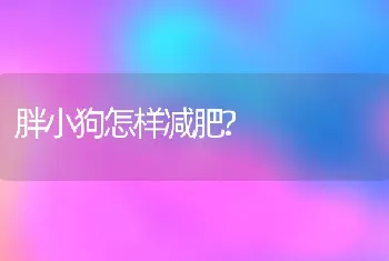 胖小狗怎样减肥?