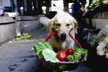 荆州小区出名金毛狗狗为主人提菜篮