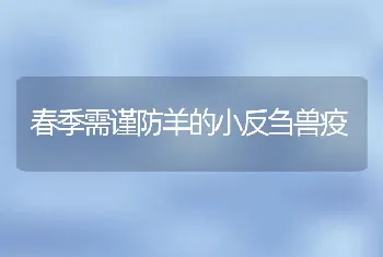 春季需谨防羊的小反刍兽疫