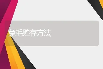 肉鸭养殖日常用药小技巧