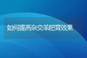 如何提高杂交羊肥育效果