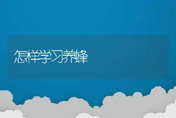 怎样学习养蜂