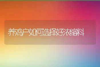 养鸡户如何选择好浓缩料