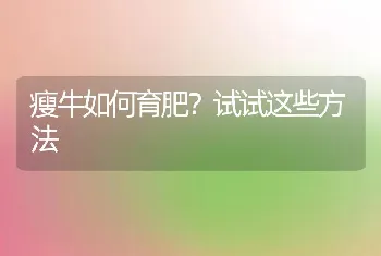 瘦牛如何育肥？试试这些方法