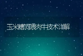 玉米糟饲喂肉牛技术详解