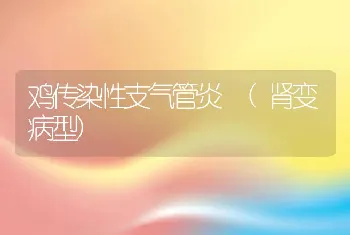 鸡传染性支气管炎 (肾变病型)