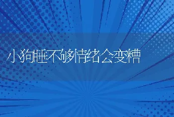 小狗睡不够情绪会变糟