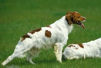 布列塔尼犬怎么洗澡 布列塔尼犬洗澡流程步骤