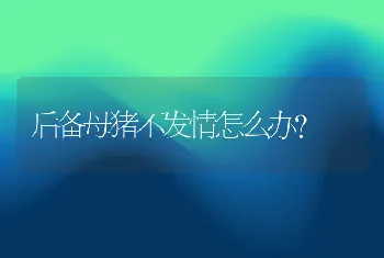 后备母猪不发情怎么办？