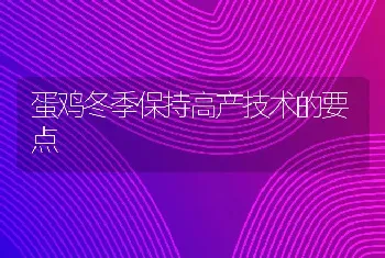 蛋鸡冬季保持高产技术的要点