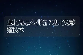 塞北兔怎么挑选？塞北兔繁殖技术