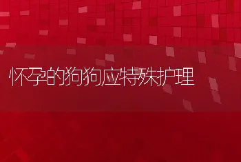 怀孕的狗狗应特殊护理