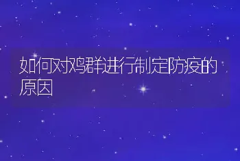 如何对鸡群进行制定防疫的原因