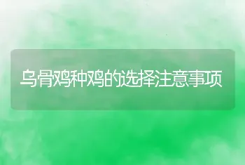 乌骨鸡种鸡的选择注意事项