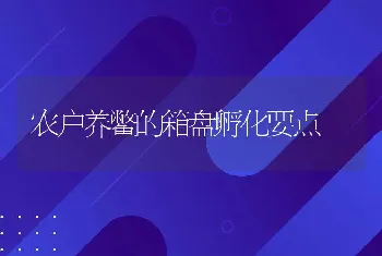 农户养鳖的箱盘孵化要点