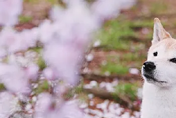 柴犬怎么美容 柴犬美容技巧