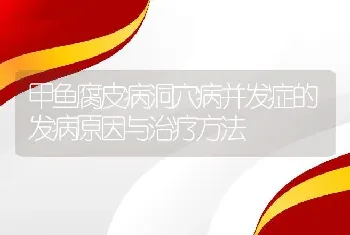 甲鱼腐皮病洞穴病并发症的发病原因与治疗方法