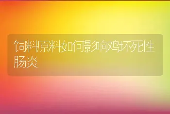 饲料原料如何影响鸡坏死性肠炎