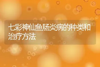 七彩神仙鱼肠炎病的种类和治疗方法