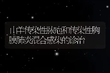 山羊传染性脓疱和传染性胸膜肺炎混合感染的诊治