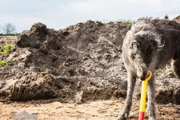 苏格兰猎鹿犬好养吗 苏格兰猎鹿犬喂养注意事项