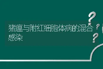 猪瘟与附红细胞体病的混合感染