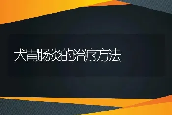 犬胃肠炎的治疗方法