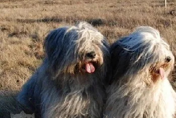 波兰低地牧羊犬怎么洗澡 波兰低地牧羊犬洗澡注意事项