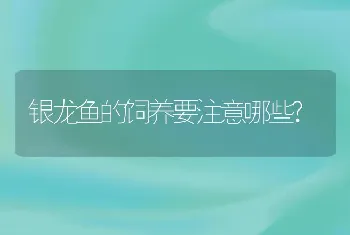 银龙鱼的饲养要注意哪些?