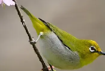 绣眼鸟的饲养方法及特征