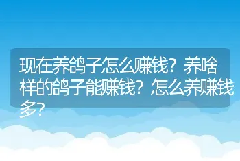 现在养鸽子怎么赚钱？养啥样的鸽子能赚钱？怎么养赚钱多？