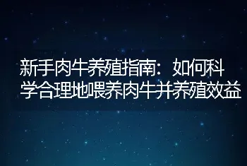 新手肉牛养殖指南:如何科学合理地喂养肉牛并养殖效益