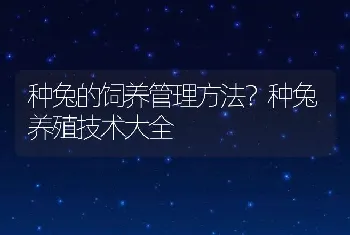 种兔的饲养管理方法？种兔养殖技术大全